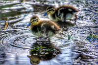 ~baby ducks~